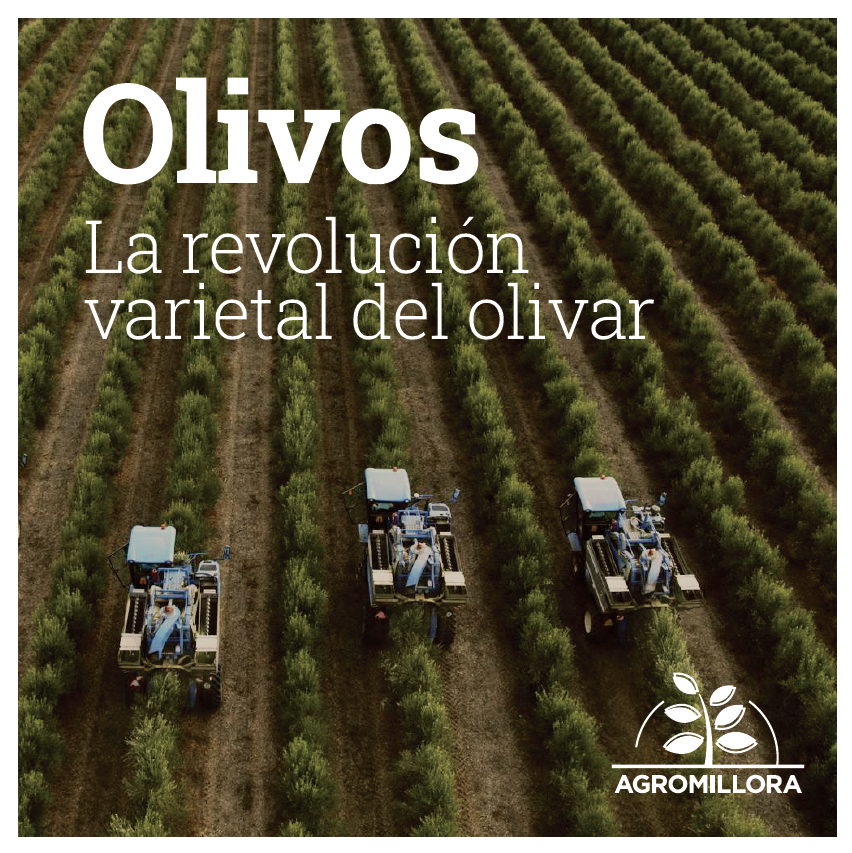 nuevas variedades olivos