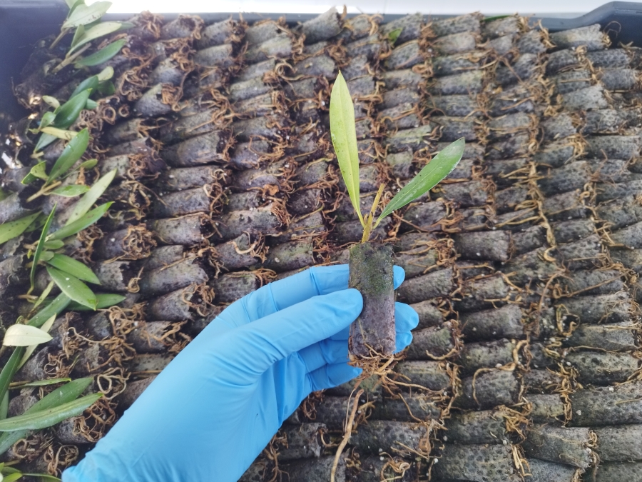 High-Quality Fruit Plants: The Potential of Chilean Nurseries to Meet New Challenges in the International Market