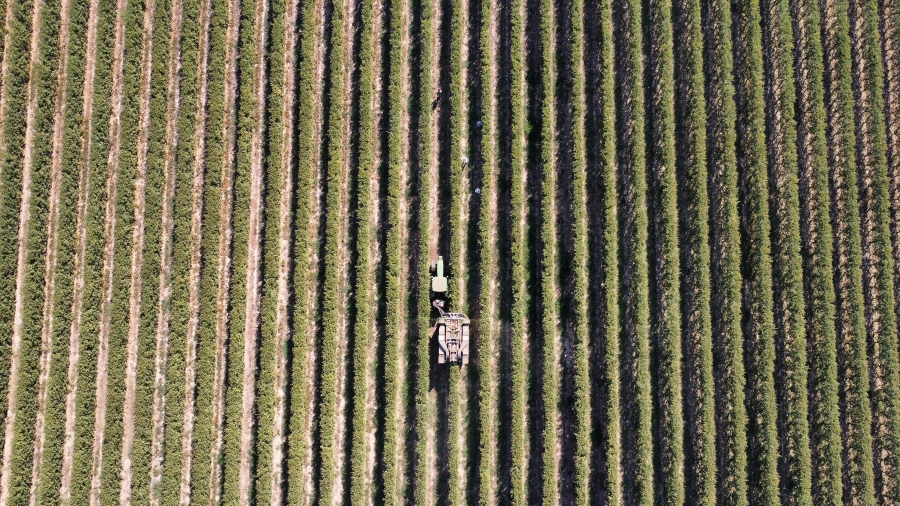 “Queremos llegar a los 3.000 kilos de pepita por hectárea”