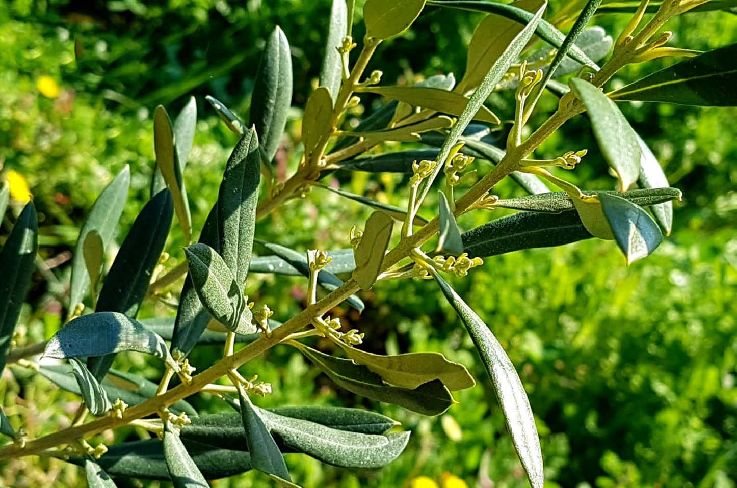 New Genetic Sources to Increase Resistance to Verticillium Wilt in Olive