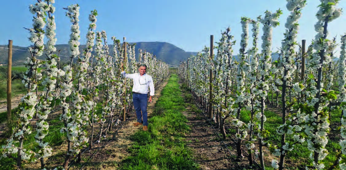 La serie di portinnesti Corette® apre nuove opportunità per la coltivazione del ciliegio