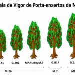 Figure 1 – Commercial Geneva® series rootstocks and their vigor levels compared to traditional rootstocks used in Brazil. Source: Fruticultura CAV/UDESC (2025).