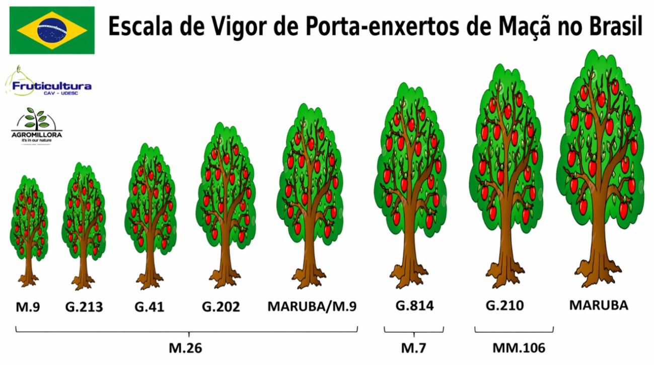 Figure 1 – Commercial Geneva® series rootstocks and their vigor levels compared to traditional rootstocks used in Brazil.
Source: Fruticultura CAV/UDESC (2025).