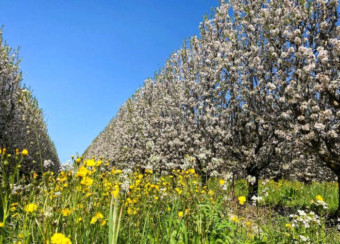Ebook - Almendro ecológico 2