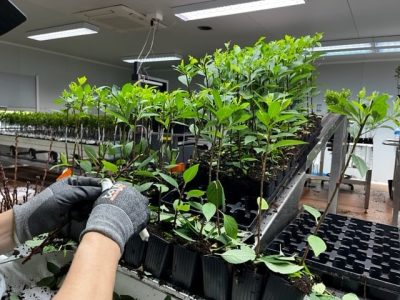 Post-treatment grafting