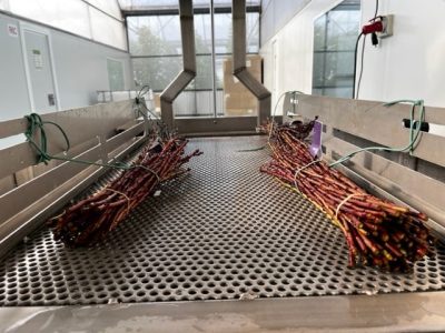 Almond cuttings
