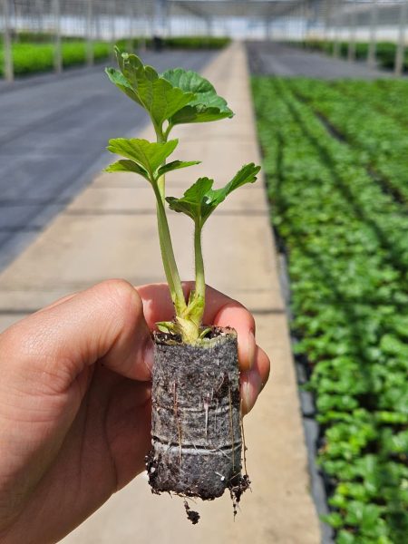 WhatsApp Image 2026-03-18 at 12.51.55 (2)