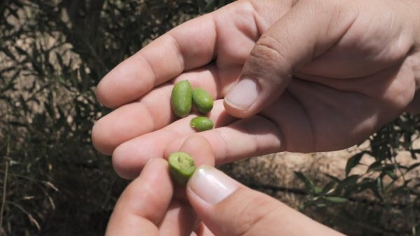 olive arsenia
