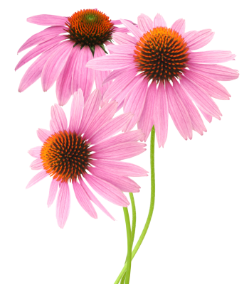 ornamental plants