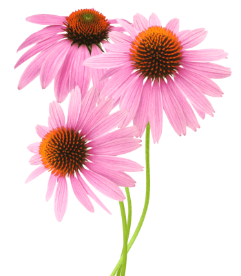 ornamental plants